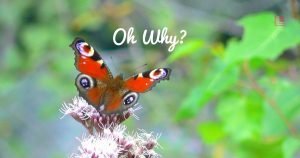 Oh Why, Butterfly, LL