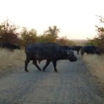 buffalo, kruger park, south africa, latent lifestyle, destination, guide