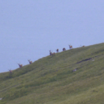 deer, south uist, western isles, scotlan, latent lifestyle, destination, guide