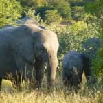 elephant, kruger park, south africa, latent lifestyle, destination, guide