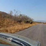 Elephant, kruger park, latent lifestyle, destination, guide, south africa