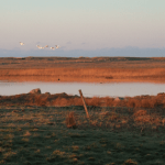 Geese, South Uist, western isles, scotland, latent lifestyle, destination guide