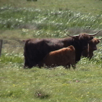 Highland cow, south uist, western isles, scotland, latent lifestyle, destination, guide