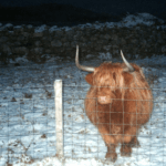 highland cow, south uist, western isles, scotland, latent lifestyle, destination, guide