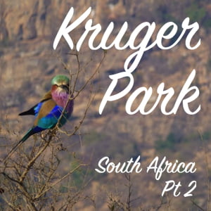Kruger Park, Kruger National Park, South Africa, Destination, guide, Latent Lifestyle