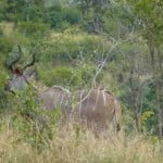 kudu, kruger park, latent lifestyle, destination, guide, south africa