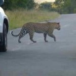 leopard, kruger park, south africa, latent lifestyle, destination, guide