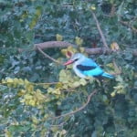 Woodland Kingfisher, South Africa, kruger park, destination, guide, latent lifestyle