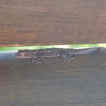 Gecko, south africa, kruger park, destination, guide, latent lifestyle