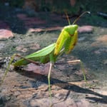 Praying Mantis, south africa, kruger park, destination, guide, latent lifestyle