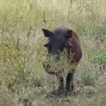 Warthog, South Africa, Kruger Park, Destination, guide, latent lifestyle