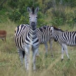 Zebra, kruger Park, south africa, destination, guide, latent lifestyle