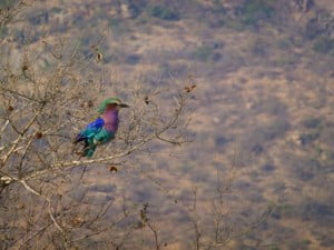 Lilac Breasted Roller, Kruger Park, South Africa, Latent Lifestyle, Blog