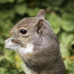 Squirrel, act anyway, latent lifestyle, minimalist, minimalism