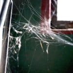 Spider web, latent lifestyle, act anyway, stuff, store