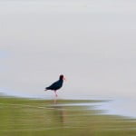 African Black Oystercatcher Brenton-on-sea South Africa