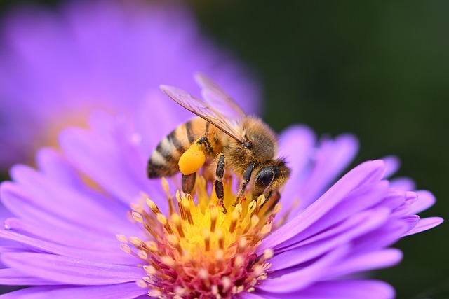 Power of Gratefulness, Bee on a beautiful flower, life